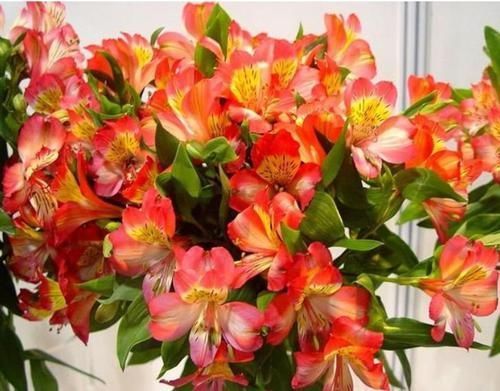 简单|这些花卉美过玫瑰,一年四季花开不停,好养如绿萝,简单易成活