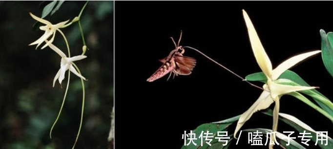 做对了这几件事,蝴蝶兰能养100年