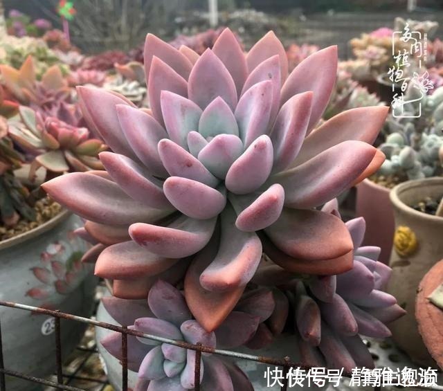 静夜|养多肉三年多,初见惊鸿!累并快乐着!养多肉三年多,初见惊鸿!累并快乐着!