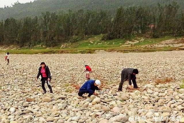 臭虫|农村人嫌弃的臭虫,却成堪比鹿茸的好东西,城里一斤150,不理解