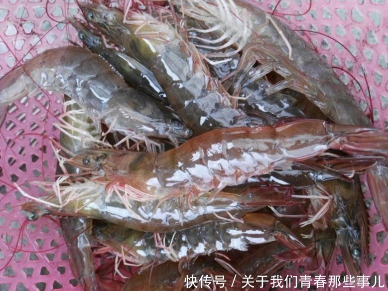买大虾,别只看价钱,遇到这4种白送都不能要,老板自己从来不吃
