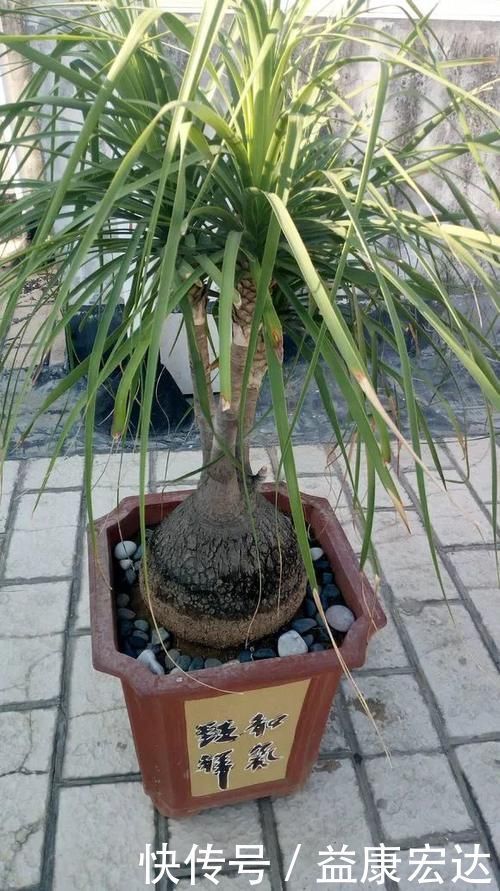 虎尾兰|客厅适合养的5种“耐旱花”,1个月不用浇水,反而爆盆!