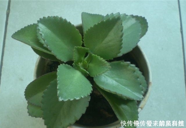 在家种植落地生根,你没有听错,这就是一个美丽的盆栽