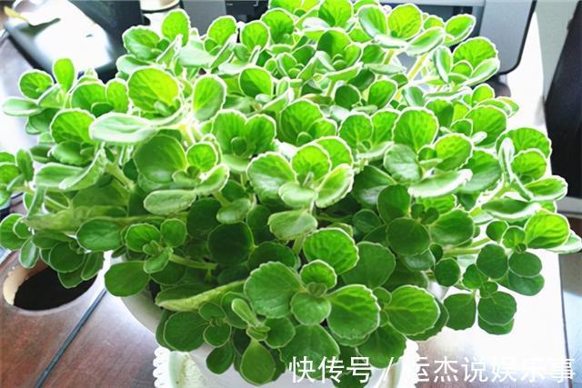 公认的“六种健康花”，建议至少养一盆，好看好吃，有些还喷香