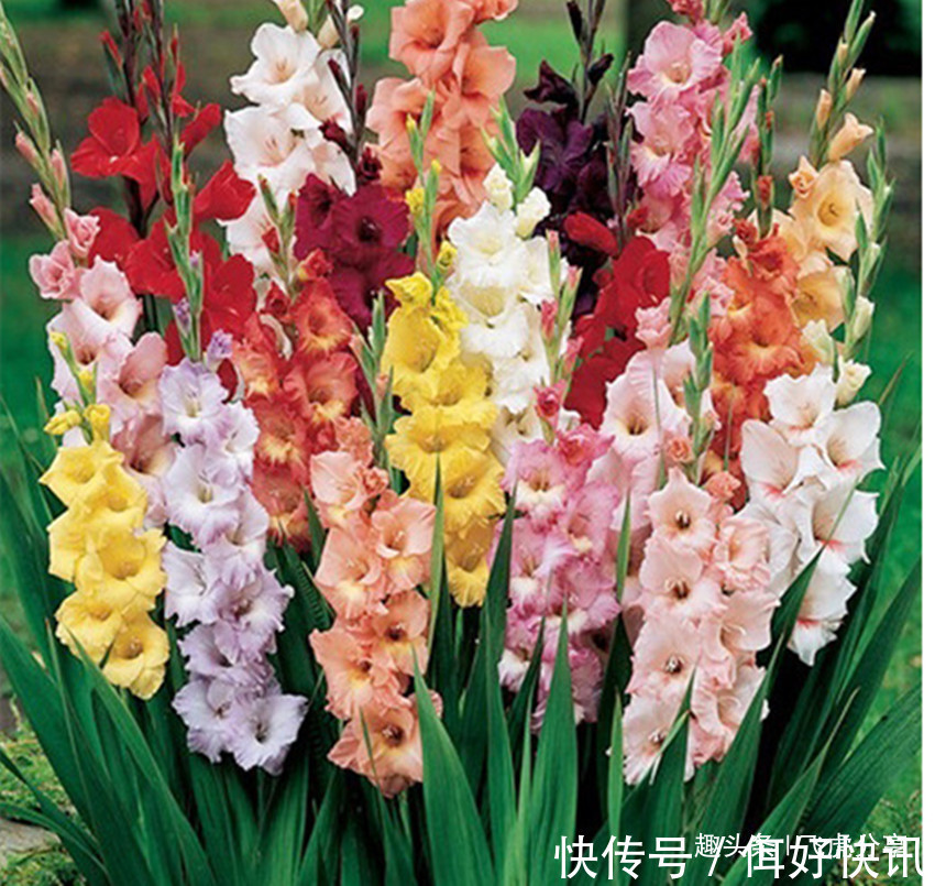 世界著名四大切花，花卉中的佼佼者，谁看见都想养，养一盆值了