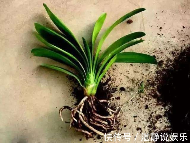 烂根|给花淋雨也要讲究方法,不然到盆里的都会变成“催命水”!