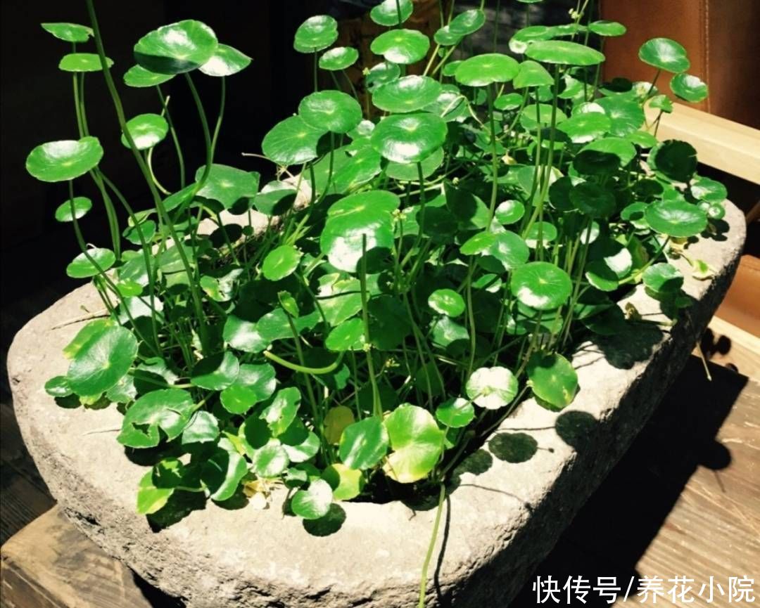养护|外面遇到5种小植物，带回来做成小盆景，漂亮又美观