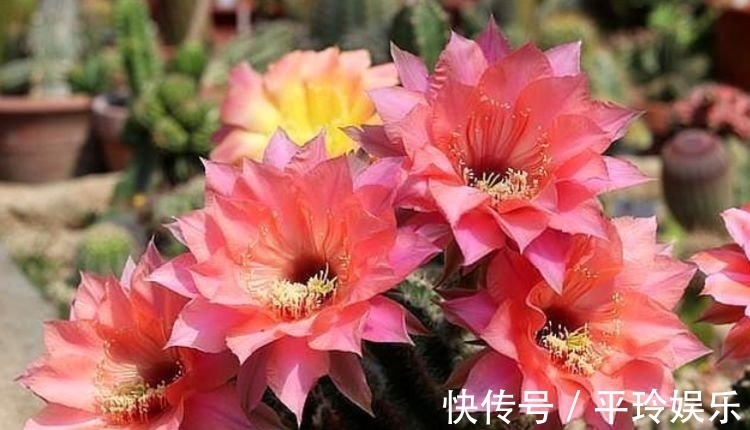 人养花,花也养人,3种花养家里,直接爆成绿瀑布,非常漂亮