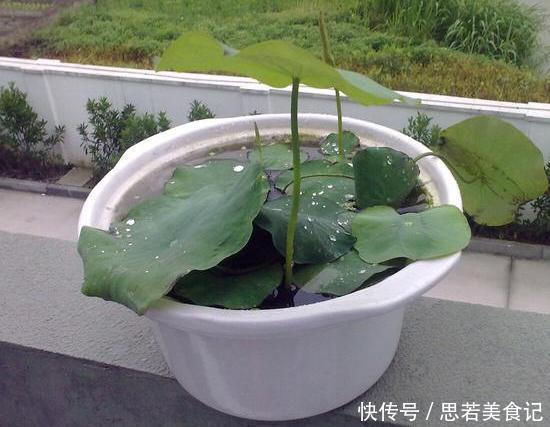 北方夏季温度高，盆栽养花就栽种它们，能一茬接一茬砰砰开花