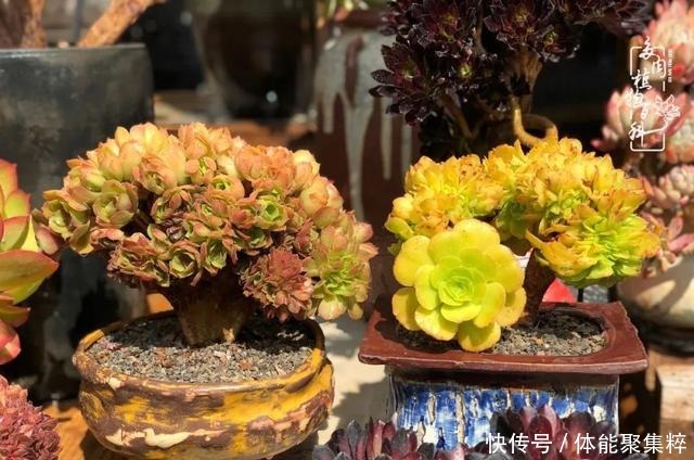 在茜的多肉小院里，花时间种快乐！在茜的多肉小院里，花时间种快乐！