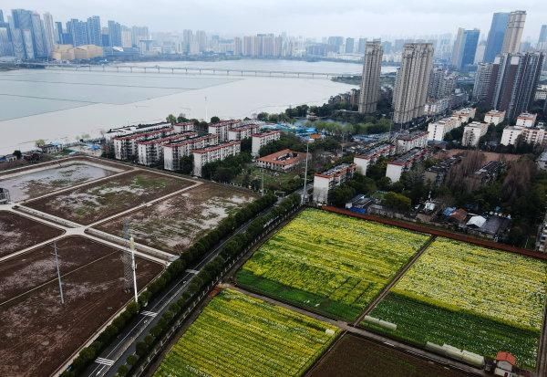 邂逅|油菜花开都市 街头邂逅春天｜图集