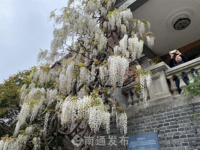 紫藤花开，扮靓通城春日