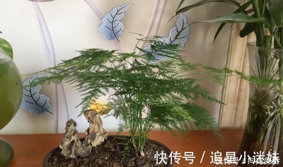 养盆最高雅的文竹,放在卧室里,每天喷点水,四季不黄叶