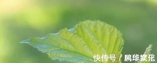 气血|黄芪加一物，坚持泡水喝，气血足了，皮肤好了，肝肾也慢慢强大了