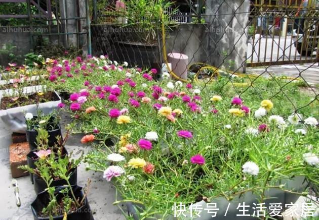 养花试试这几款，要上几根枝条，动手扦插，成活以后就飞长