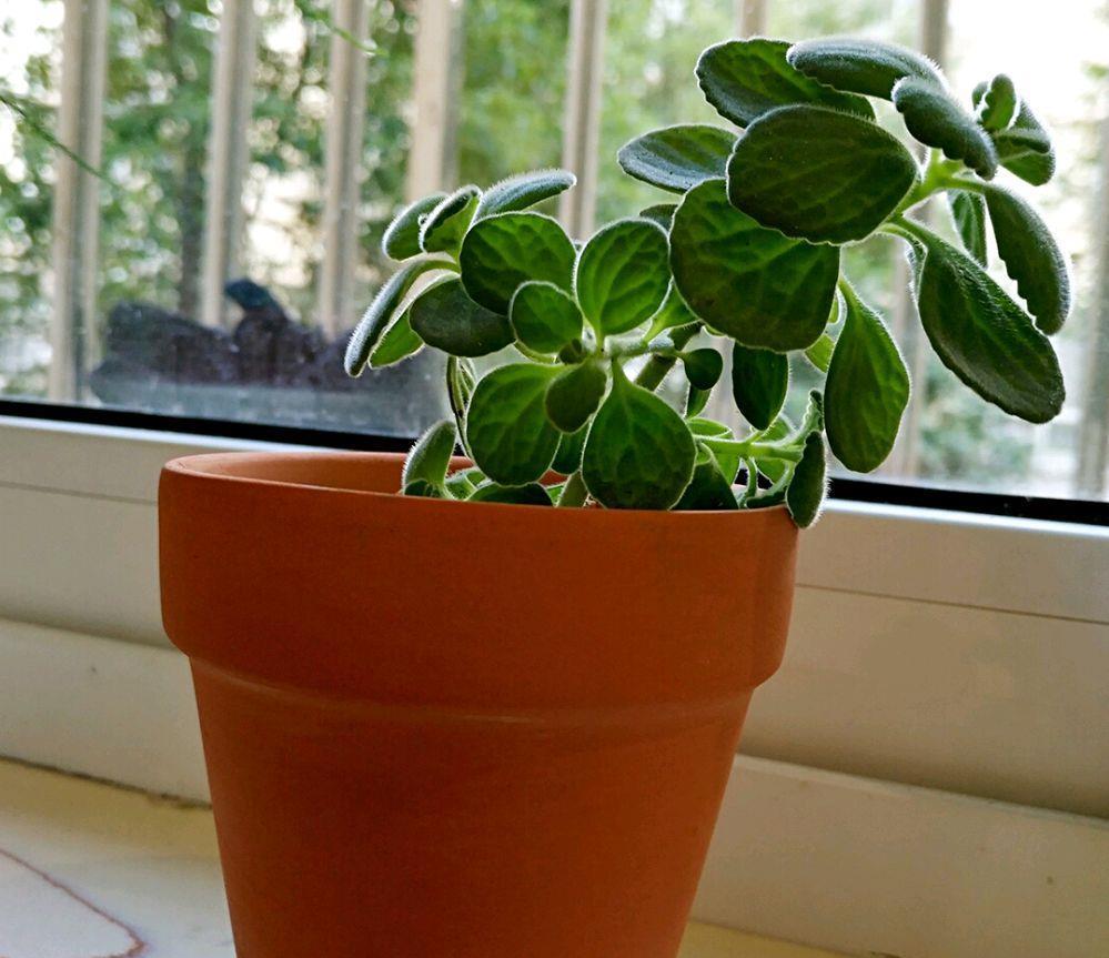 春天养盆它,可爱又芳香,提神醒脑,找个枝条扦插即活