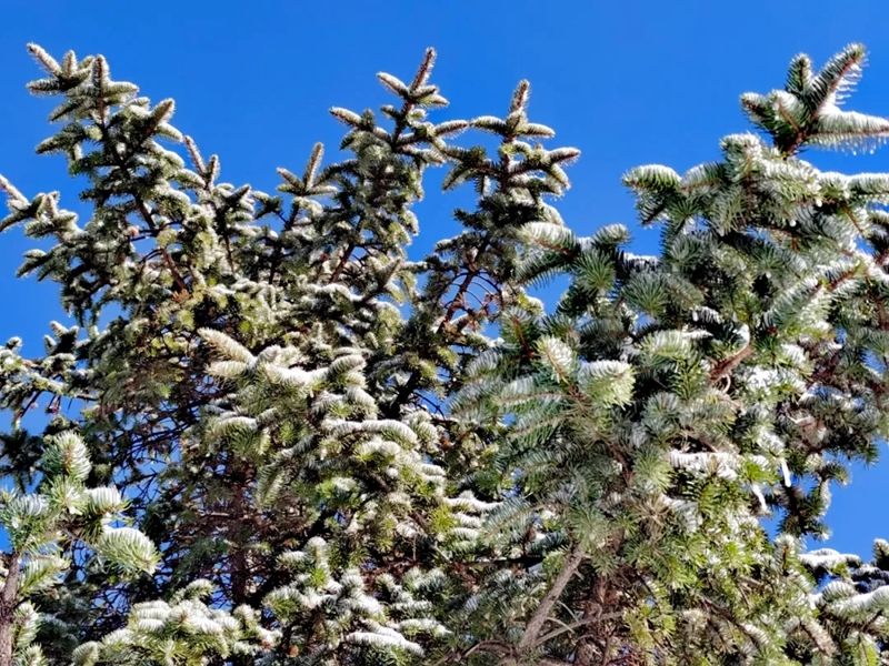 金银木|今年初雪落满山东，齐鲁雪乡首现雾凇！