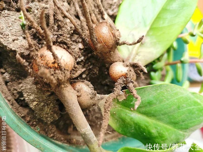 蝴蝶兰|7种花，立秋后换盆，秋冬才能越养越好