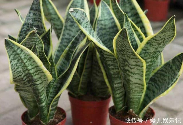 厕所|家里养这10样植物,摆放位置得讲究点,不然一盆都留不住