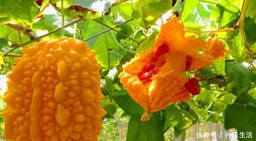 山里红|适合女性吃的3种食物,排毒养颜、延缓衰老,好吃又健康!