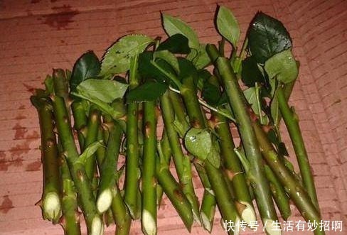冬天能“扦插”花卉吗答案是肯定的,1个塑料瓶就行,25天生根!