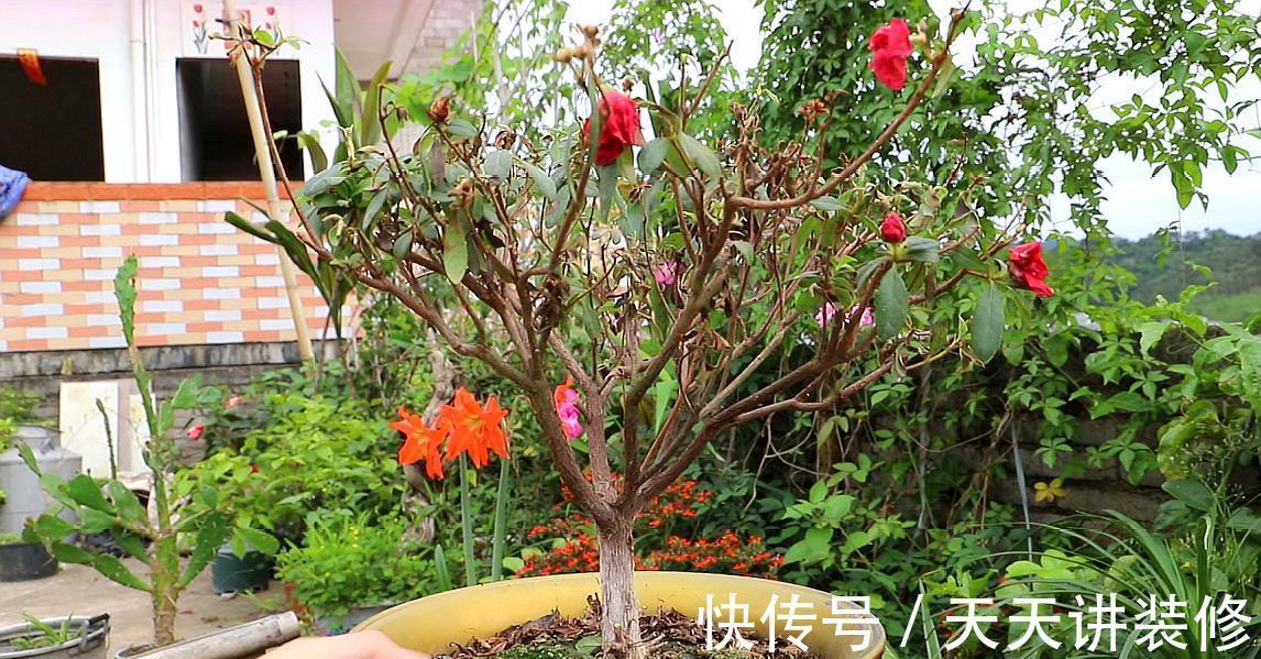 发财树|公认“不好养”的3种花,没有一定的养花经验,别贸然入手