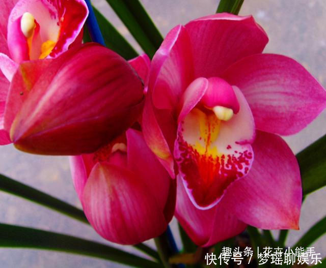 这款兰花,被誉为“开花机器”,花大色艳香味浓,勤花勤草好养活