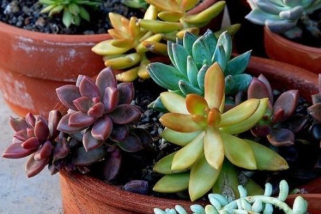 浇花|早上、中午、晚上浇花“区别大”难怪总是养不好花,要这样浇!