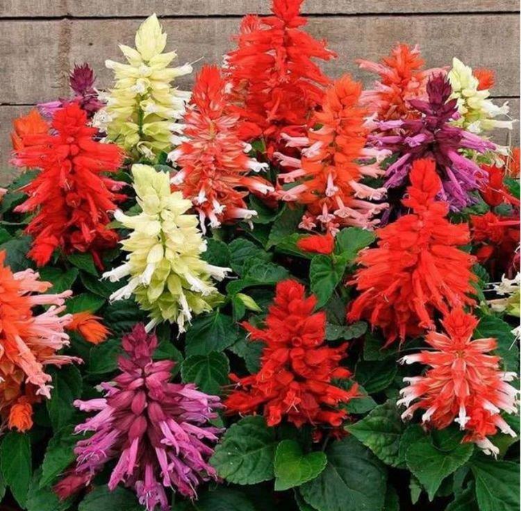 满屋|3种花好养又漂亮,花朵大花期长,喜庆又好养,满屋飘香!
