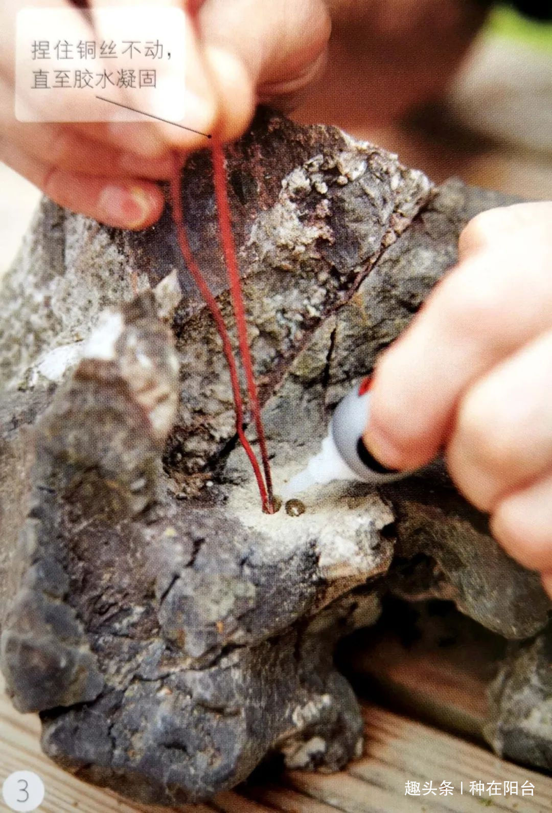 魅力|“岩石与树枝”一步步完美契合,叹服附石盆景的魅力无人能挡!