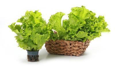 减肥|减肥期间,多吃“三瓜三菜”,体重下降得贼快!