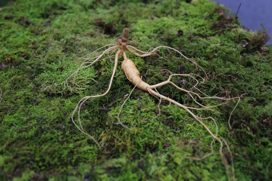 西洋参|人参、党参、西洋参,“它们仨”的药性功效,究竟有哪些异同?