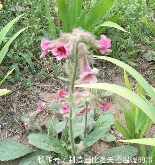 纲目|农村墙边一种野草,如今还记忆犹新,不知你们有没有吃过呢?