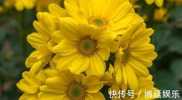 花卉|从8月24日开始，家养此款花卉，随意养都爆盆，花开上千朵