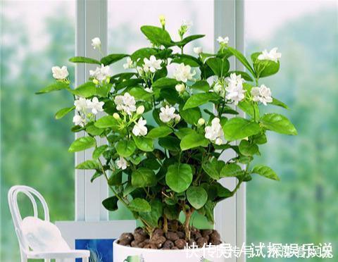 花王|秋天买茉莉，枝头满花苞3点谨慎，别手欠，开成“爆花王”