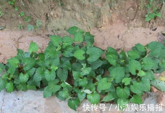 救命草|农村有这样一种野草,曾无人问津,如今却把它当成宝,你吃过没