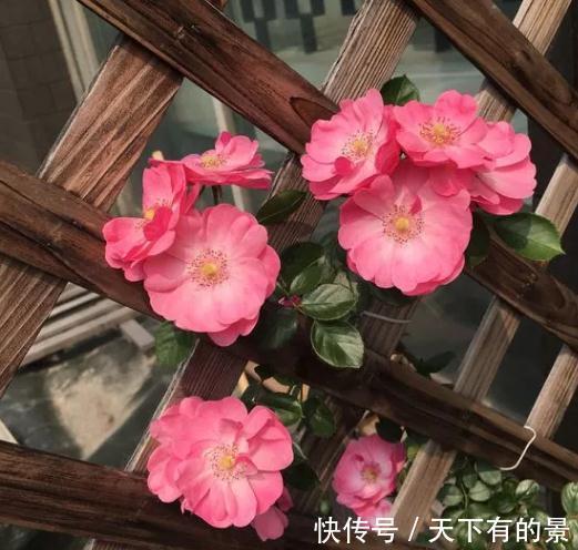 懒人|这是一款适合懒人养护的月季，不打理也能开爆，开花量真的很霸道