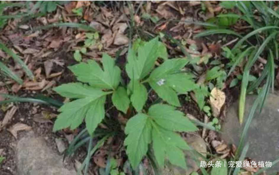 长寿草|人称“长寿草”,能“解毒,降三高”,家里种1盆,常吃身体好!