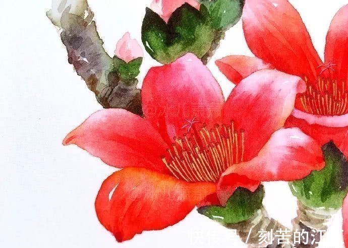 花瓣@水彩这样画,也太美了吧!居然把花瓣画出透明的感觉,看完忍不住保存!