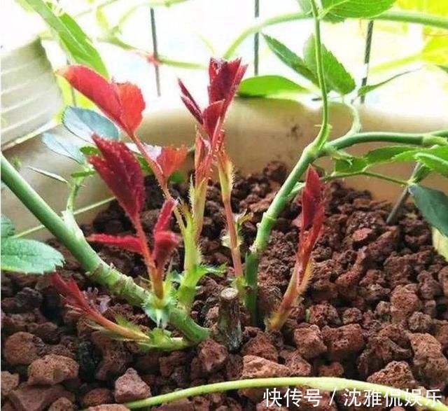 有机肥|月季花苞越来越小趁着天热“剪几刀”,再次开花又大又密