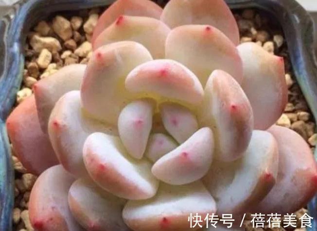 冬天值得你拥有的8种粉色多肉,好养护又漂亮