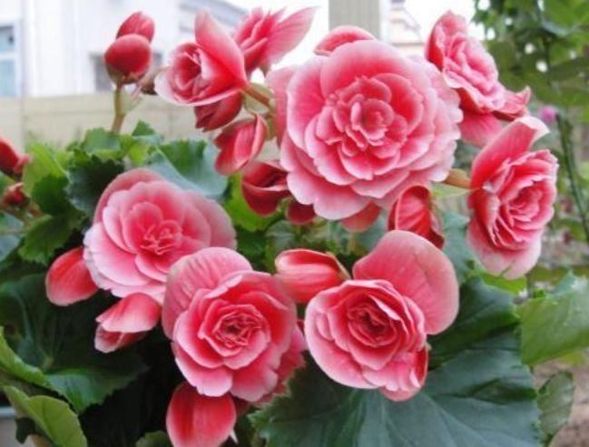 4种花,一到夏天就闹脾气,浇不得、晒不得,一言不合死翘翘