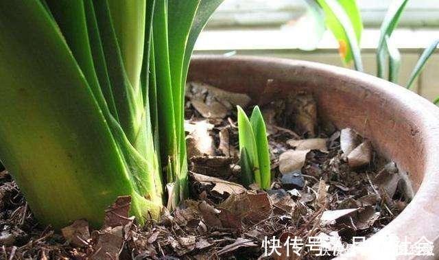 茶叶渣直接倒了真可惜,不如这样处理,当成养花肥促进开花