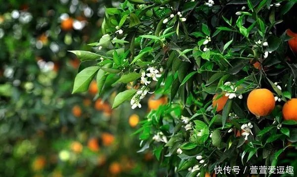 庭院种什么树最吉利,还好看?