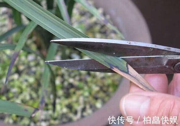 兰花得叶枯病怎么办教你“3法”,找对病因,告别叶枯病症状