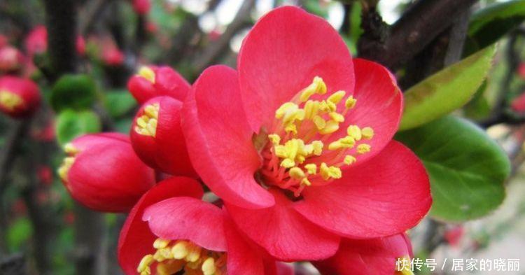 5种漂亮花,好打理,易爆盆,不用费心,就能长的特别好