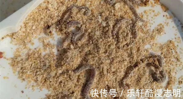 蚯蚓|冬季用蚯蚓作钓，牢记这3个原则，用好了渔获差不了