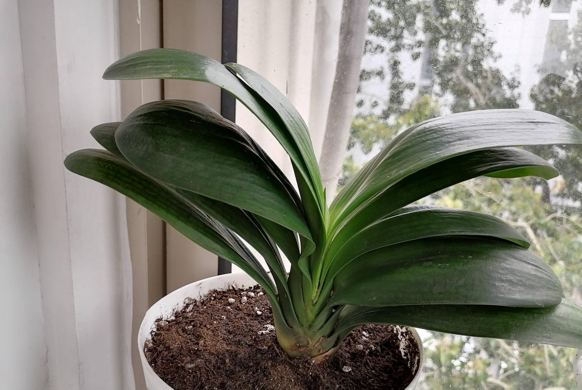 君子兰光长叶不开花该怎么处理？试试2招，开花壮观，一盆变多盆