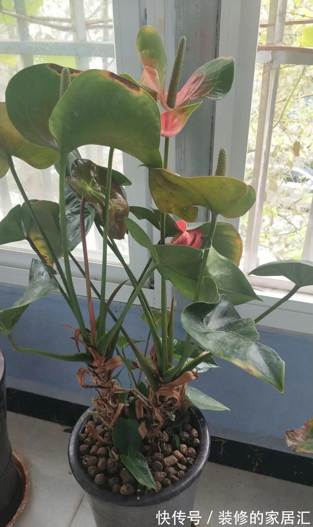 枝条|6种花别养老桩,越老越不开花,赶紧扦插备份
