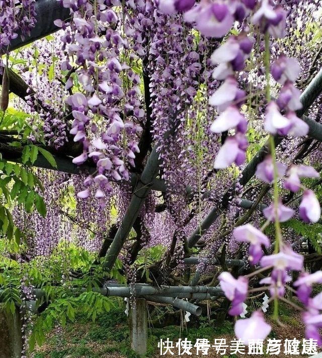 紫藤|4种花养成老桩,价格能翻好几倍,开花也更多!